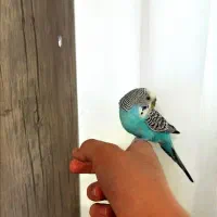 مرغ عشق دستی ماده|پرنده|مشکین‌دشت, |دیوار