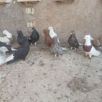 رنگی اشعل ودم سفید کبوتر|پرنده|اهواز, سپیدار|دیوار
