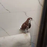 شهری|پرنده|خرمشهر, |دیوار