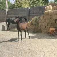 فروش کره مادیان ۷ماهه|اسب و تجهیزات اسب‌سواری|محمدیه-قزوین, |دیوار
