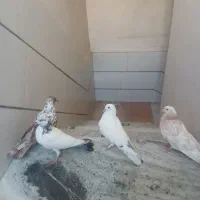 کبوتر فروشی