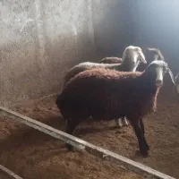 بره قوچ و بره نر و ماده پرواری|حیوانات مزرعه|اردبیل, |دیوار