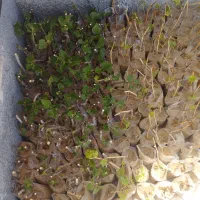 نهال انگور یاقوتی وانجیر