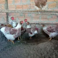 تخم نطفه دار ویندوت ....|حیوانات مزرعه|رشت, گیل|دیوار