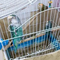 عروس هلندی و کوتوله|پرنده|رفسنجان, |دیوار