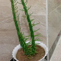 گلهای طبیعی|گل و گیاه طبیعی|ارومیه, |دیوار