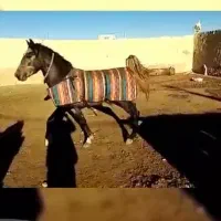 اسب نریون