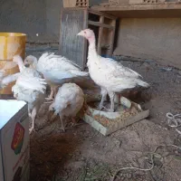 جوجه بوقلمو|حیوانات مزرعه|سمنان, |دیوار