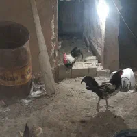 مرغ محلی تخم گذار