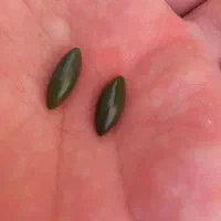 ماکت سنگ اصلی ب شرط تسط|کلکسیون و سرگرمی|اهواز, کیانپارس |دیوار