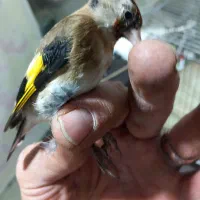 ۳ عدد جوجه نیم رنگ قفس|پرنده|کرج, حصارک بالا|دیوار