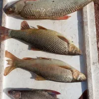 ماهی رود خانه