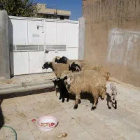 فروش میش بره دار|حیوانات مزرعه|ارژن, |دیوار