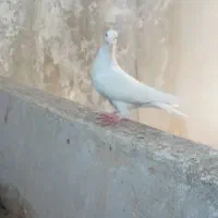 کفتر تهرانی وگرده ای|پرنده|بروجرد, |دیوار