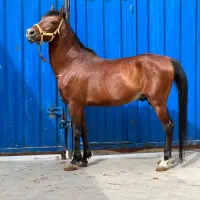 اسب نریان ۸ساله