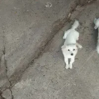 سگ نژاداشپیتس|سگ|رشت, جانبازان|دیوار