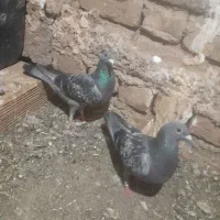 کبوترجوان اصیل آلمانی