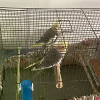 جوجه عروس هلندی