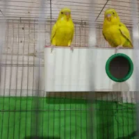 مرغ عشق نر ماده