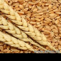 گندم بوجاری شده تمیز.