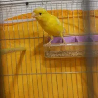 قناری سوپر ماده درشت