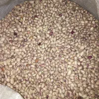 لوبیا چیتی درجه ۱ دونه درشت یه دست