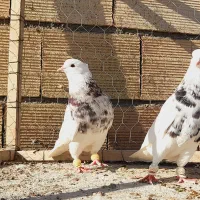 نروماده طوقی هفرنگ عتیغه اس اس|پرنده|مشهد, انقلاب|دیوار