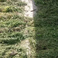 ینجه