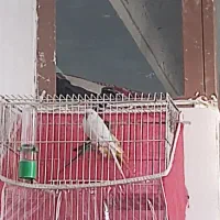 مرغ عشق نر ۳ تا