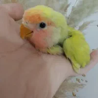 طوطی برزیلی اوپال