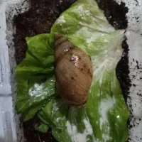 حلزون فروشی