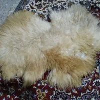 پوست کوسفند