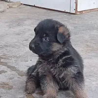 واگذاری ژرمن اصیل