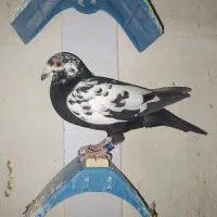سینه سلیمونی ماده