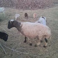 بره پلواری محلی