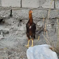 خروس وفره لاری