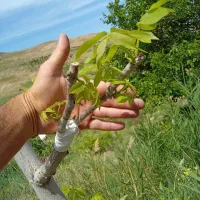 هرس و پیوندبه همه نودرخت میوه گیرایی صدرصد تضمینی