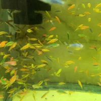 پخش زبرا رنگی مولد|ماهی|اردبیل, |دیوار