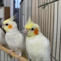 عروس هلندی نروماده