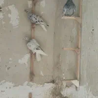 فروش چهار عدد دم سفید نر|پرنده|صحرای باغ, |دیوار