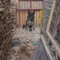 سگ خوب باهوش سگ شناس باشی میشناسی سگو