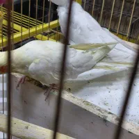 عروس هلندی البینو|پرنده|شهرضا, |دیوار