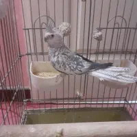 عروس هلندی ماده