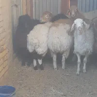 فروش بره چاق بصورت گوشتی