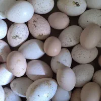 تخم مرغ و تخم بوقلمون