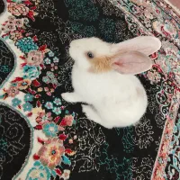 خرگوش خوشگل و بازیگوش