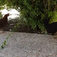 مرغ ـ قلعه تل