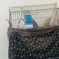 تعدادی عروس هلندی و مرغ به فروش میرسد|پرنده|قرچک, محمد آباد|دیوار