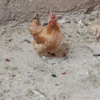 پاکوتاه پاکور|حیوانات مزرعه|اهواز, زیتون کارمندی|دیوار