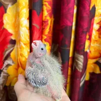 عروس هلندی سرلاکی|پرنده|لنگرود, |دیوار